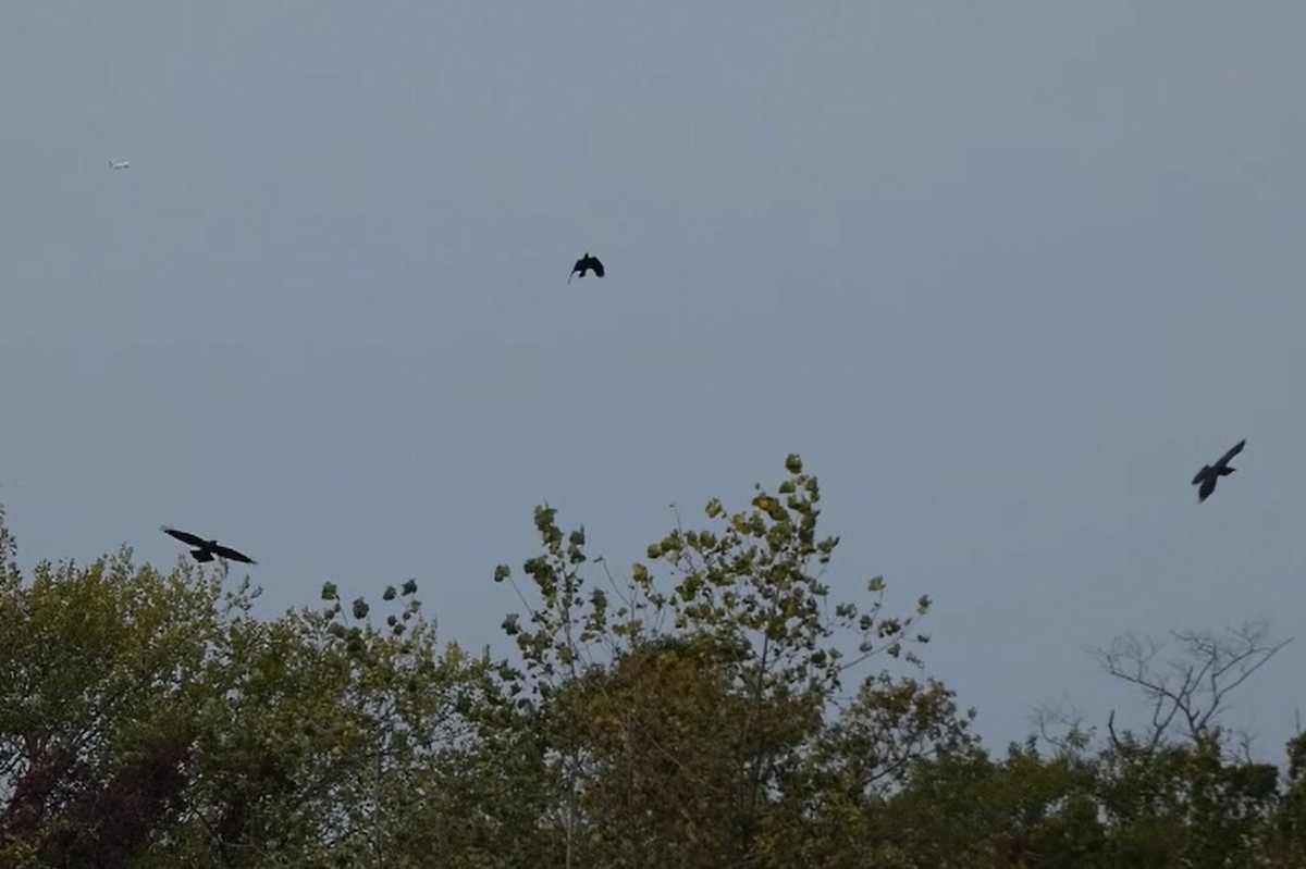 Grand Corbeau - ML645020561