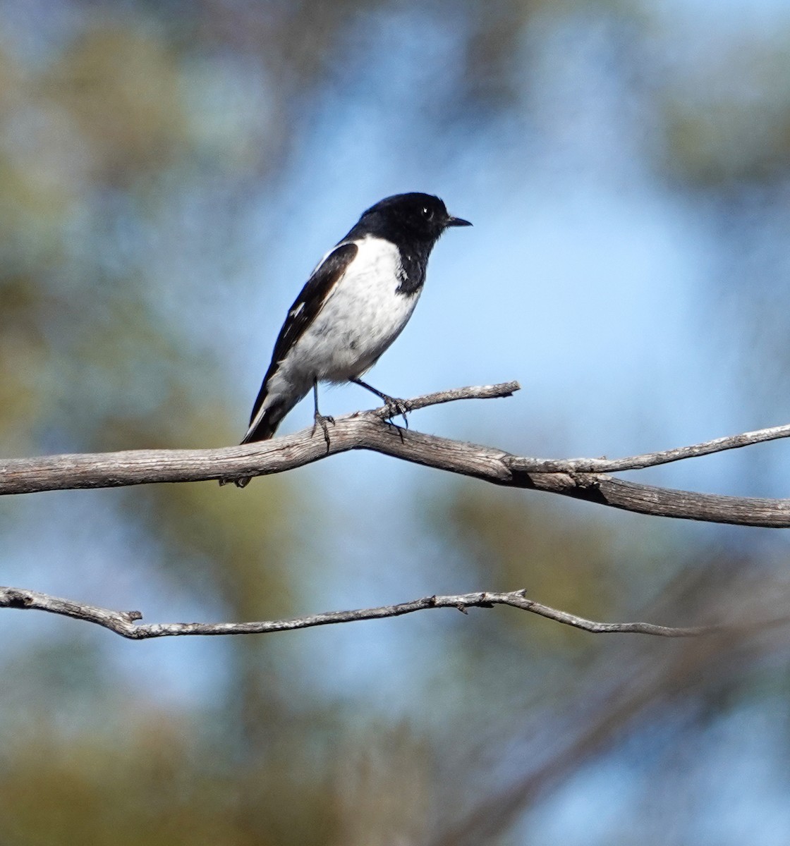 kutteflueskvett - ML645020570