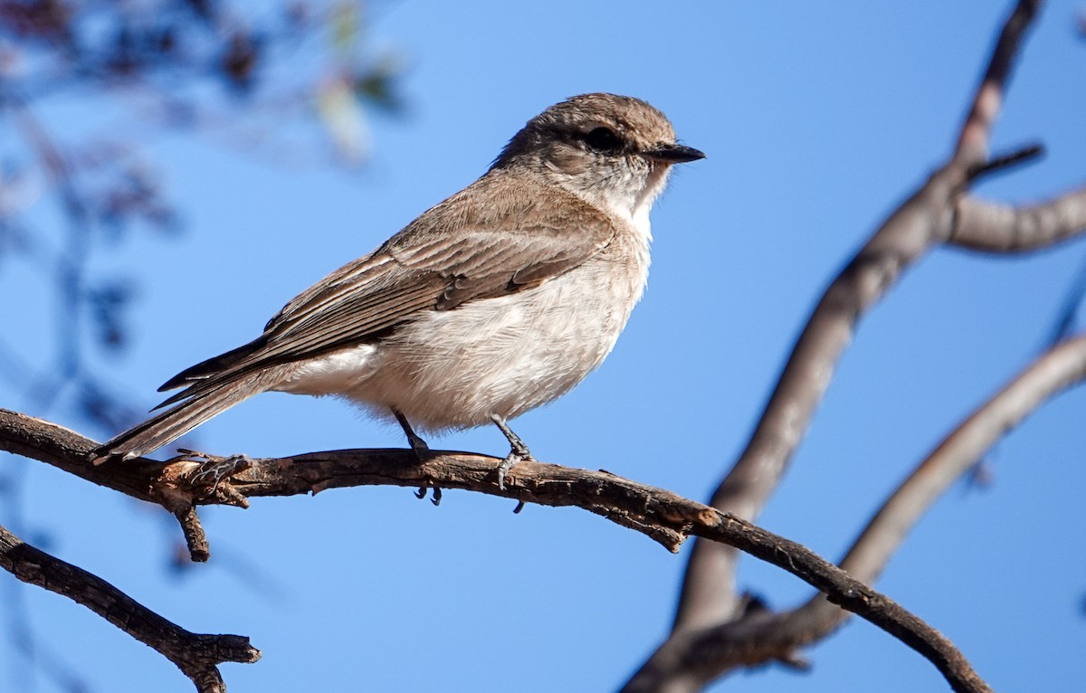 オジロオリーブヒタキ - ML645020580