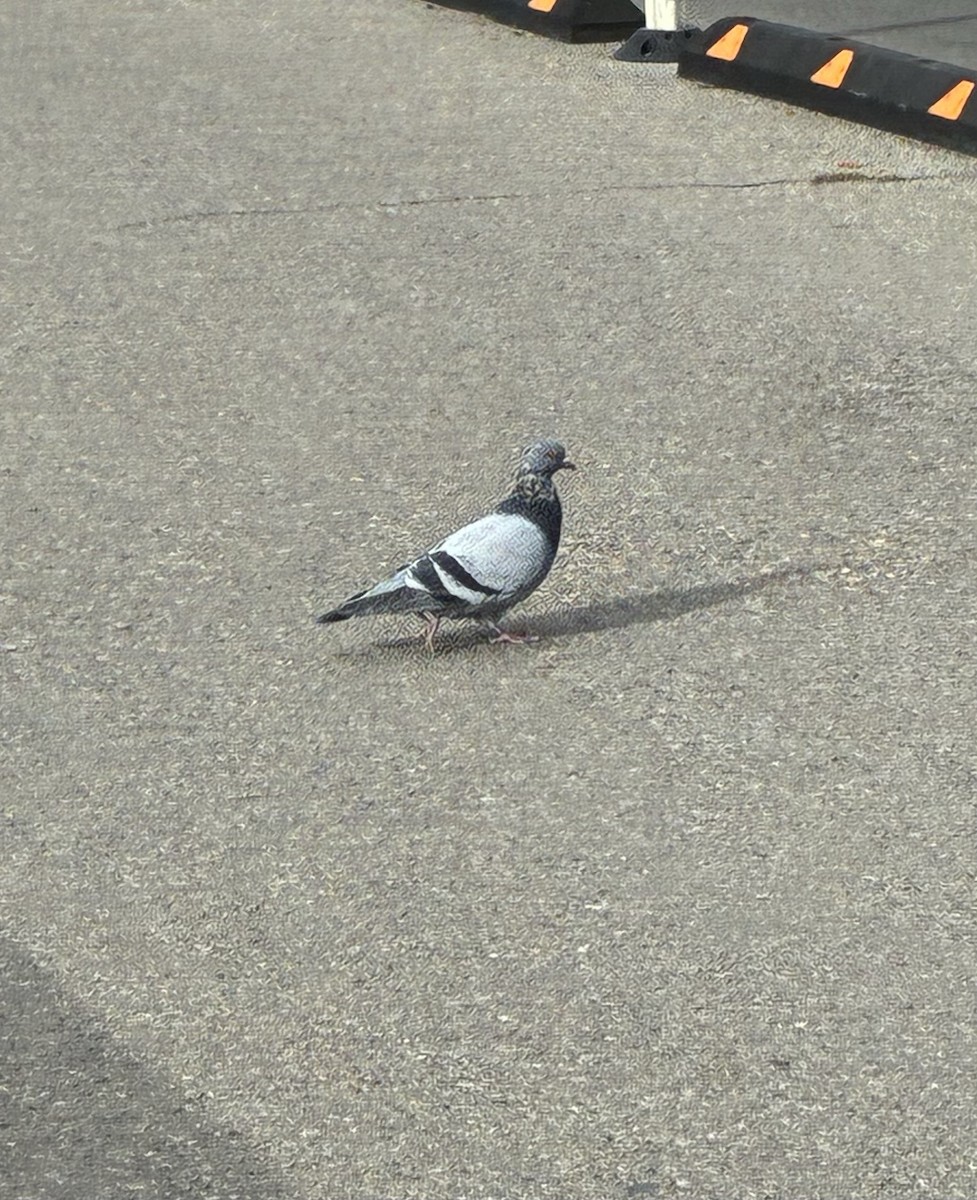 Haitz-usoa (etxekoa) - ML645020588