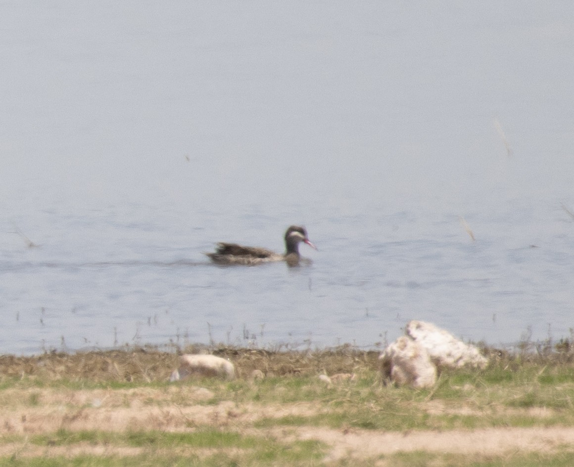 Ánade Piquirrojo - ML645020589