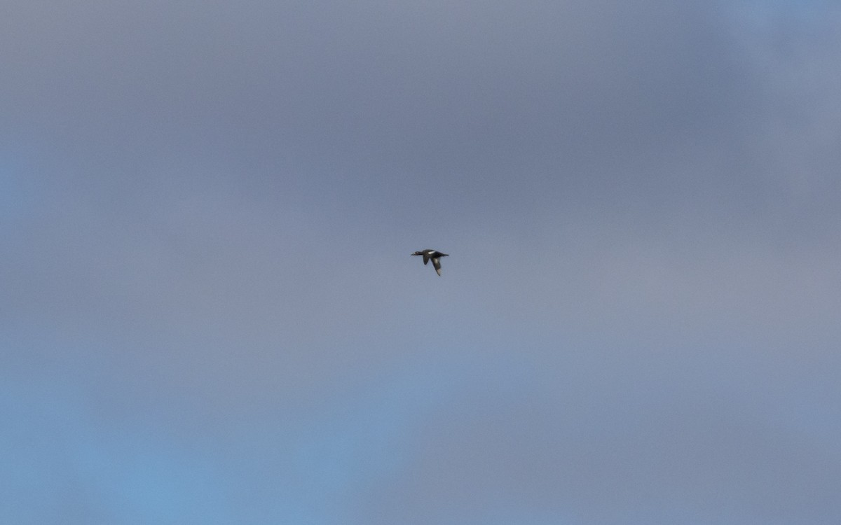 White-winged Scoter - ML645020591