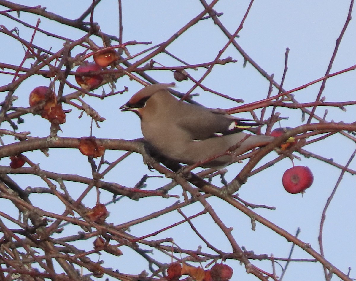Bohemian Waxwing - ML645020620