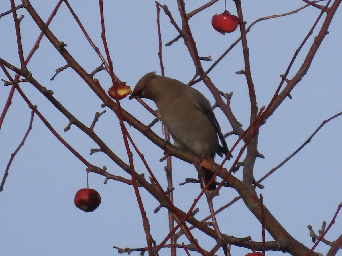 Bohemian Waxwing - ML645020621