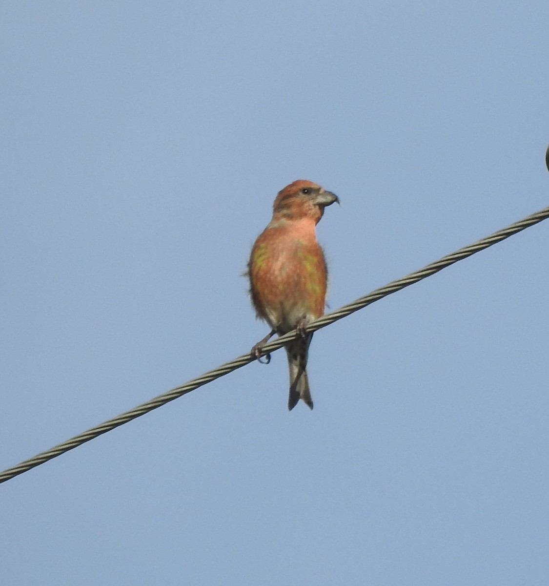 Red Crossbill - ML645020622