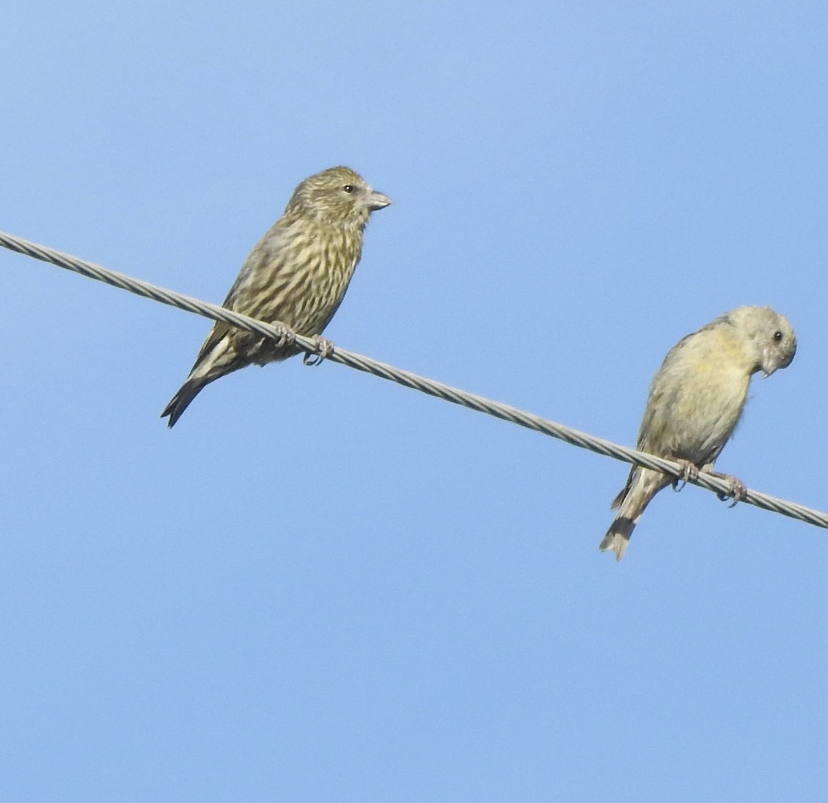 Red Crossbill - ML645020623