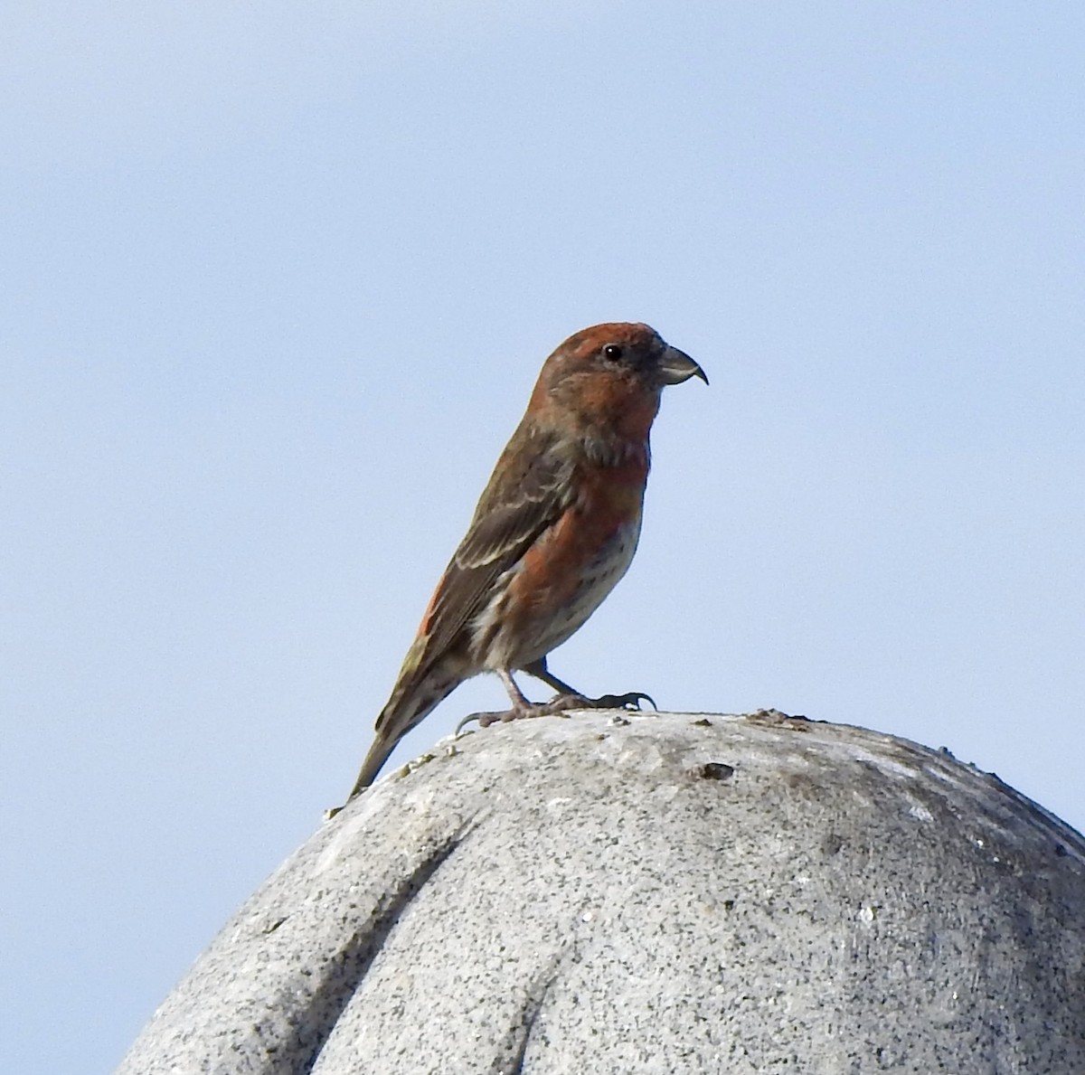 Red Crossbill - ML645020624
