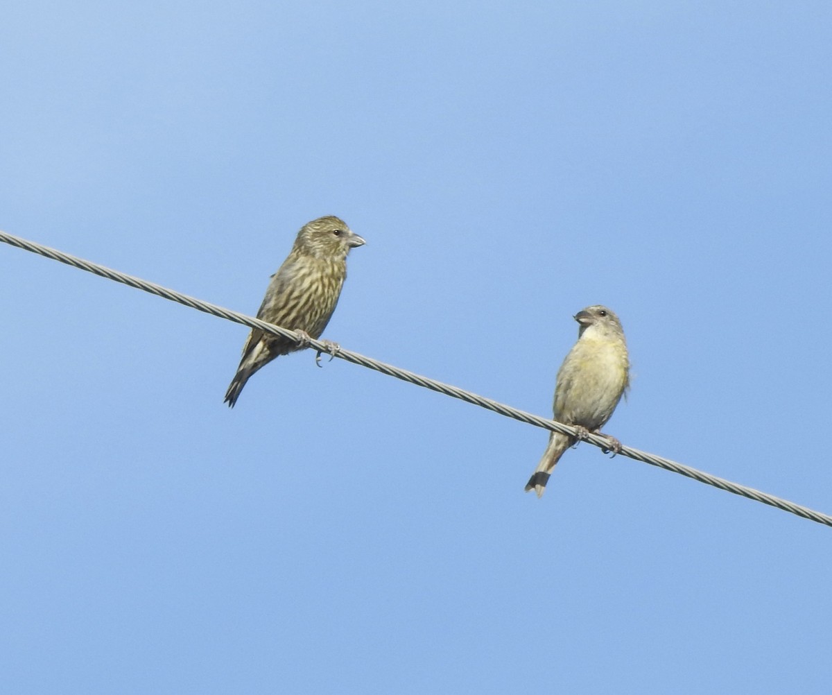 Red Crossbill - ML645020625