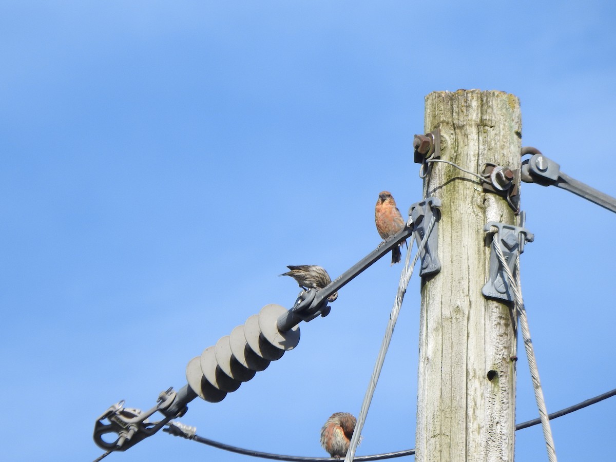 Red Crossbill - ML645020626