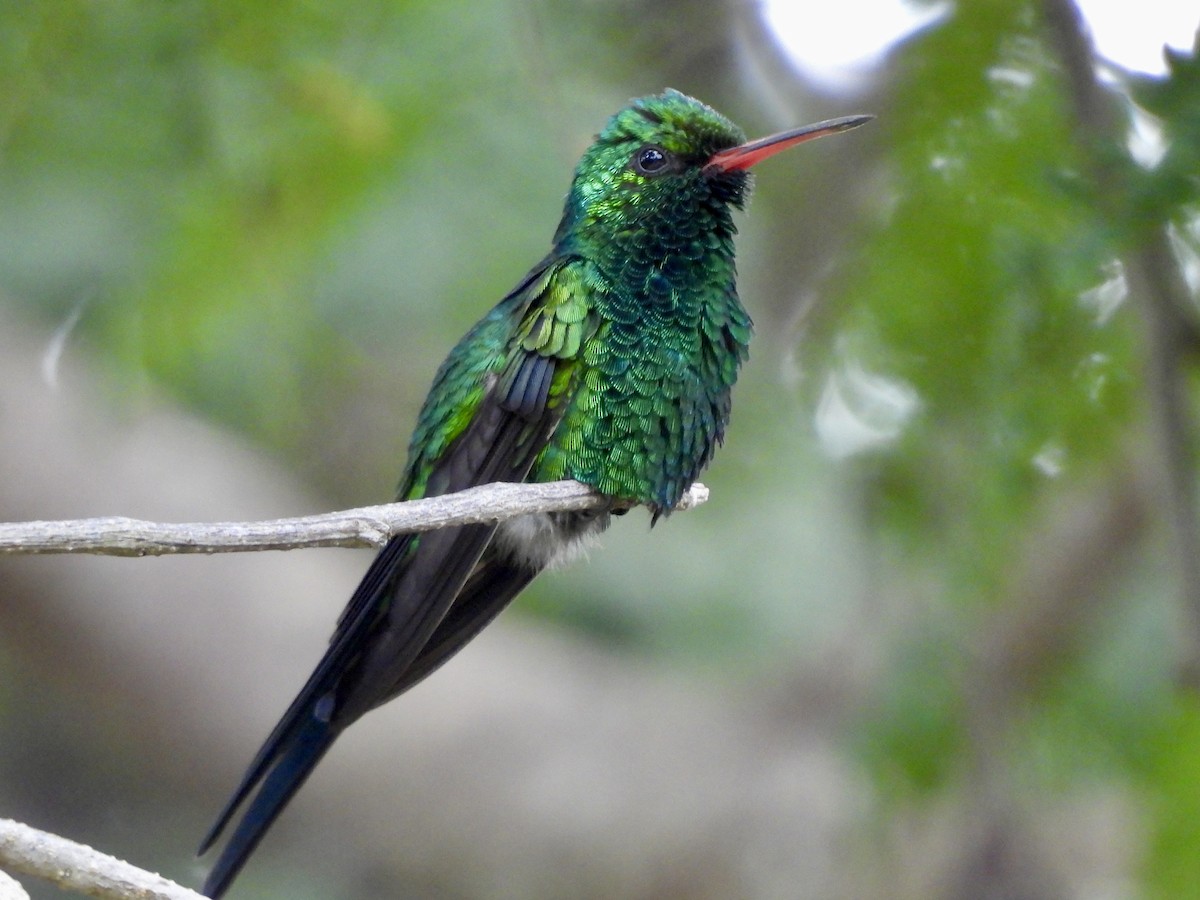 Kozumel Zümrütü - ML645020636