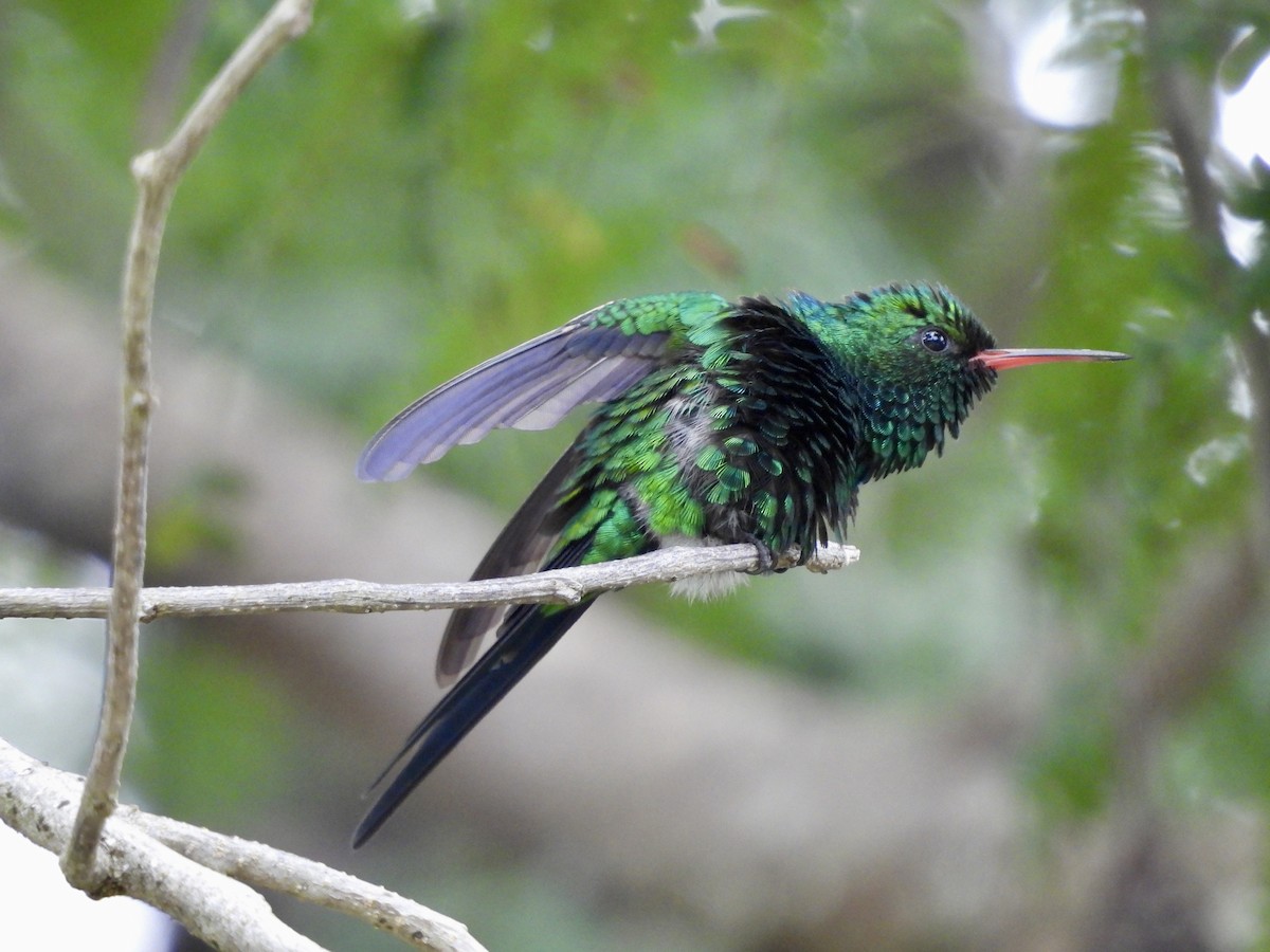 Kozumel Zümrütü - ML645020637