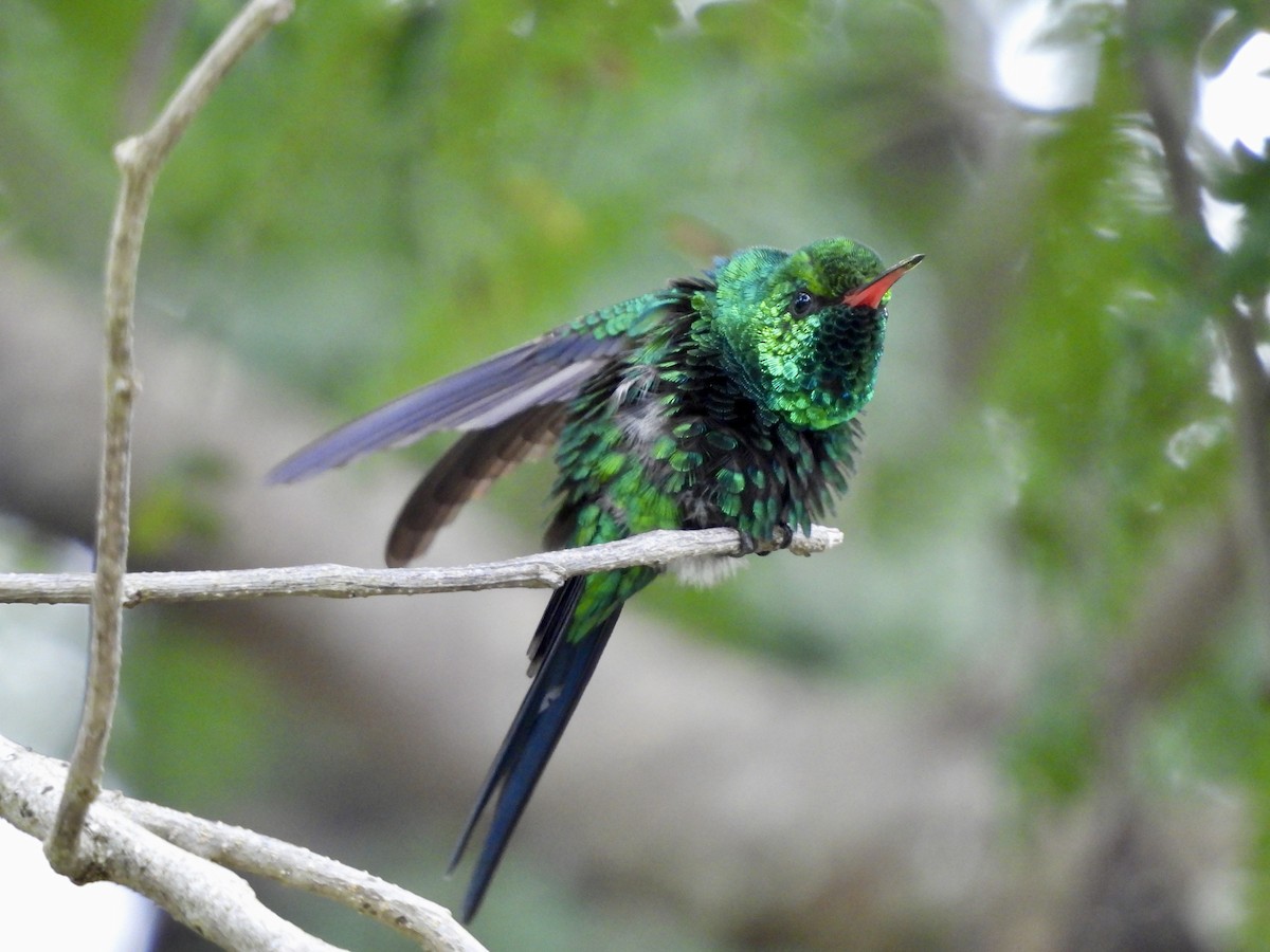 Kozumel Zümrütü - ML645020638