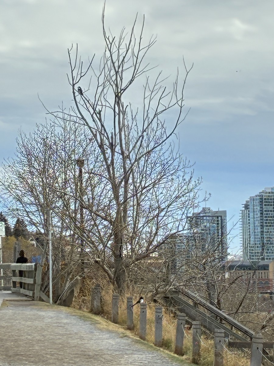 Black-billed Magpie - ML645020646