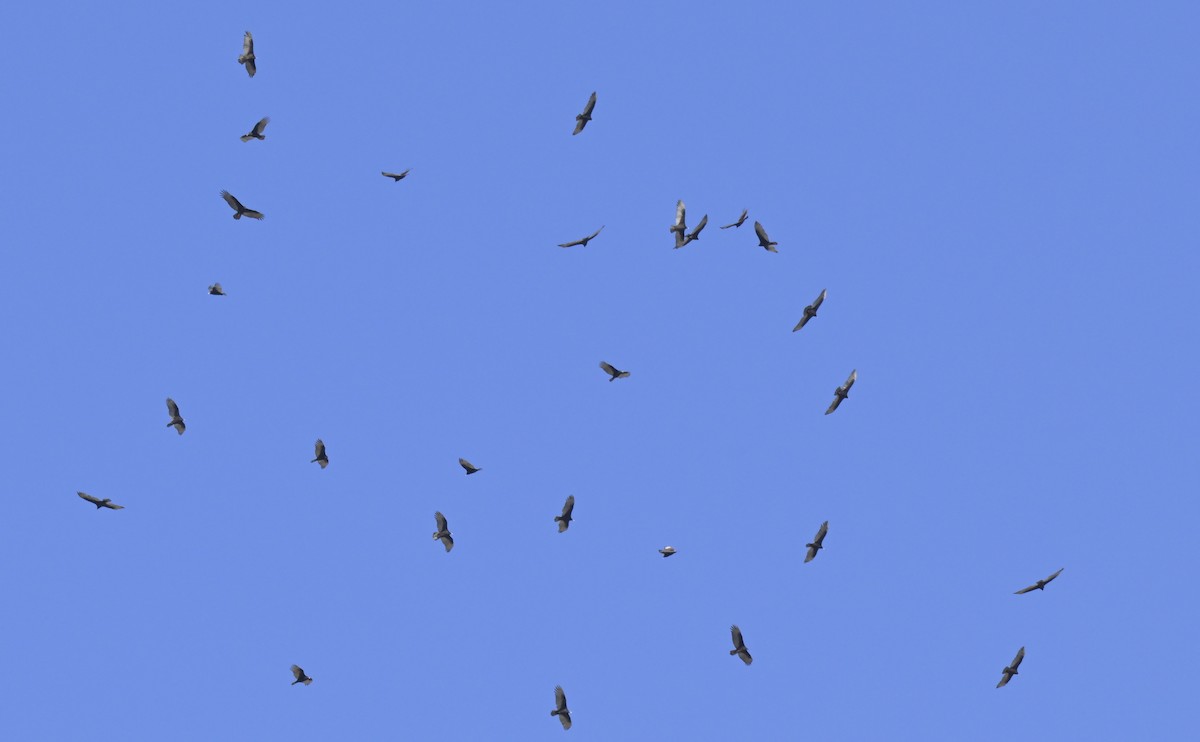 Turkey Vulture - ML645020651