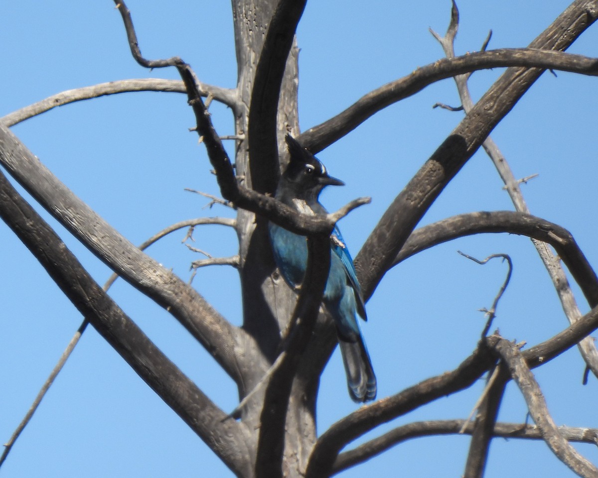 Steller Kargası - ML645020654