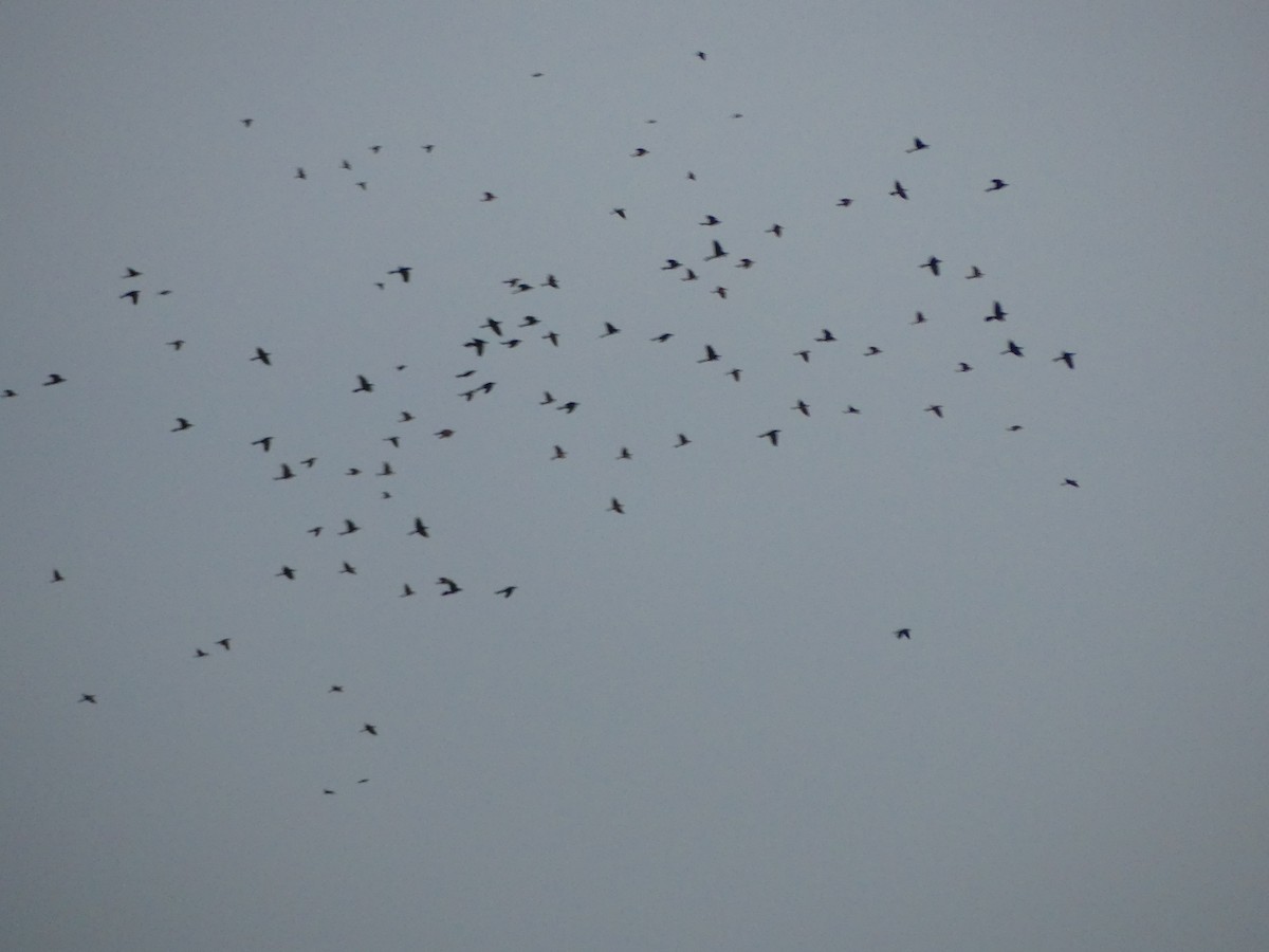 ictéridé sp. - ML645020657