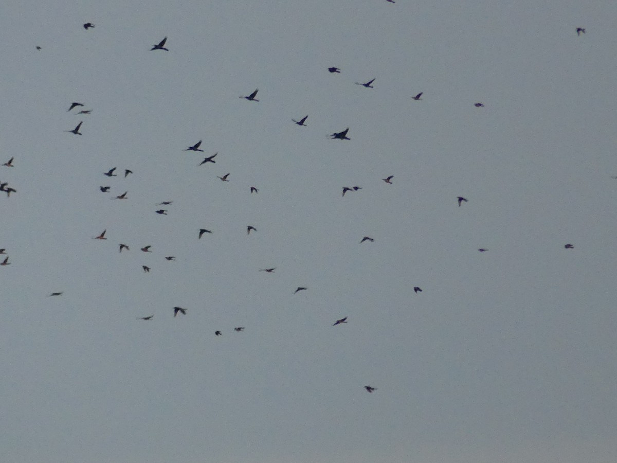 ictéridé sp. - ML645020658