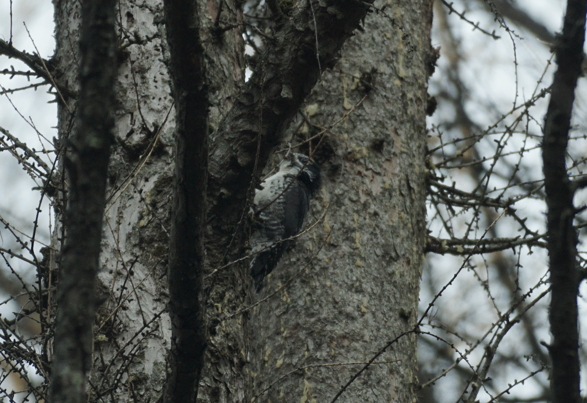 American Three-toed Woodpecker - ML645020683