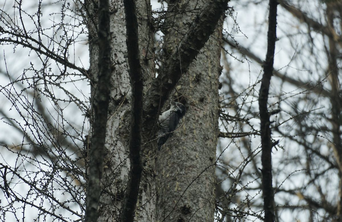 American Three-toed Woodpecker - ML645020684