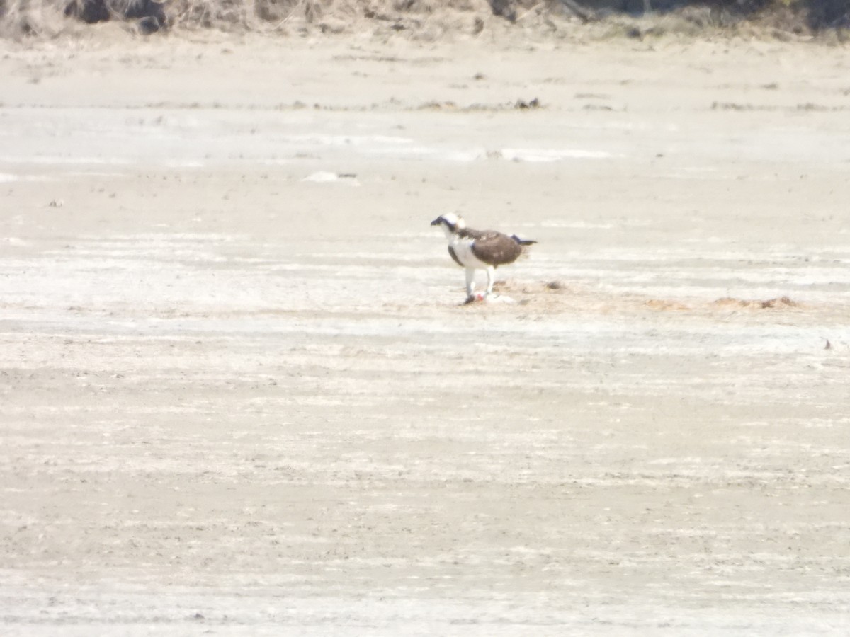 Balbuzard pêcheur - ML645020692