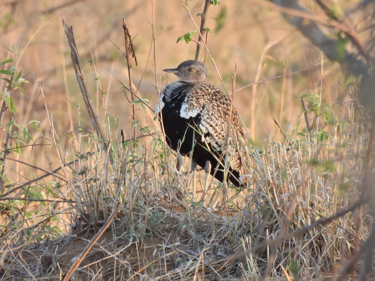 Outarde houppette - ML645020698