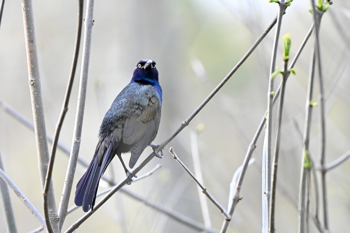 Quiscale bronzé - ML645020699