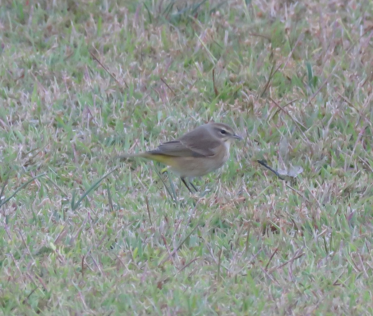 Paruline à couronne rousse - ML645020700