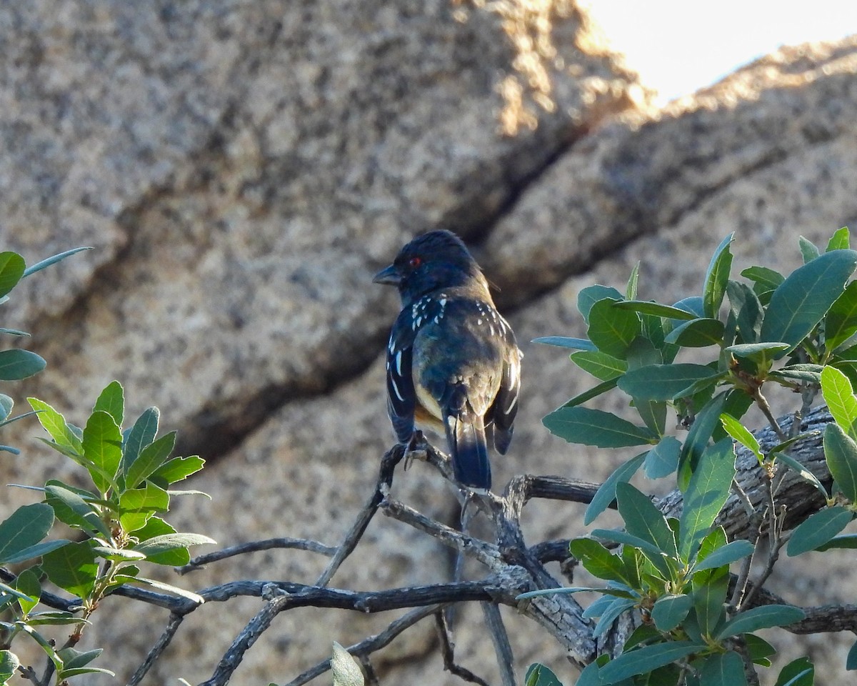 Tohi tacheté - ML645020701