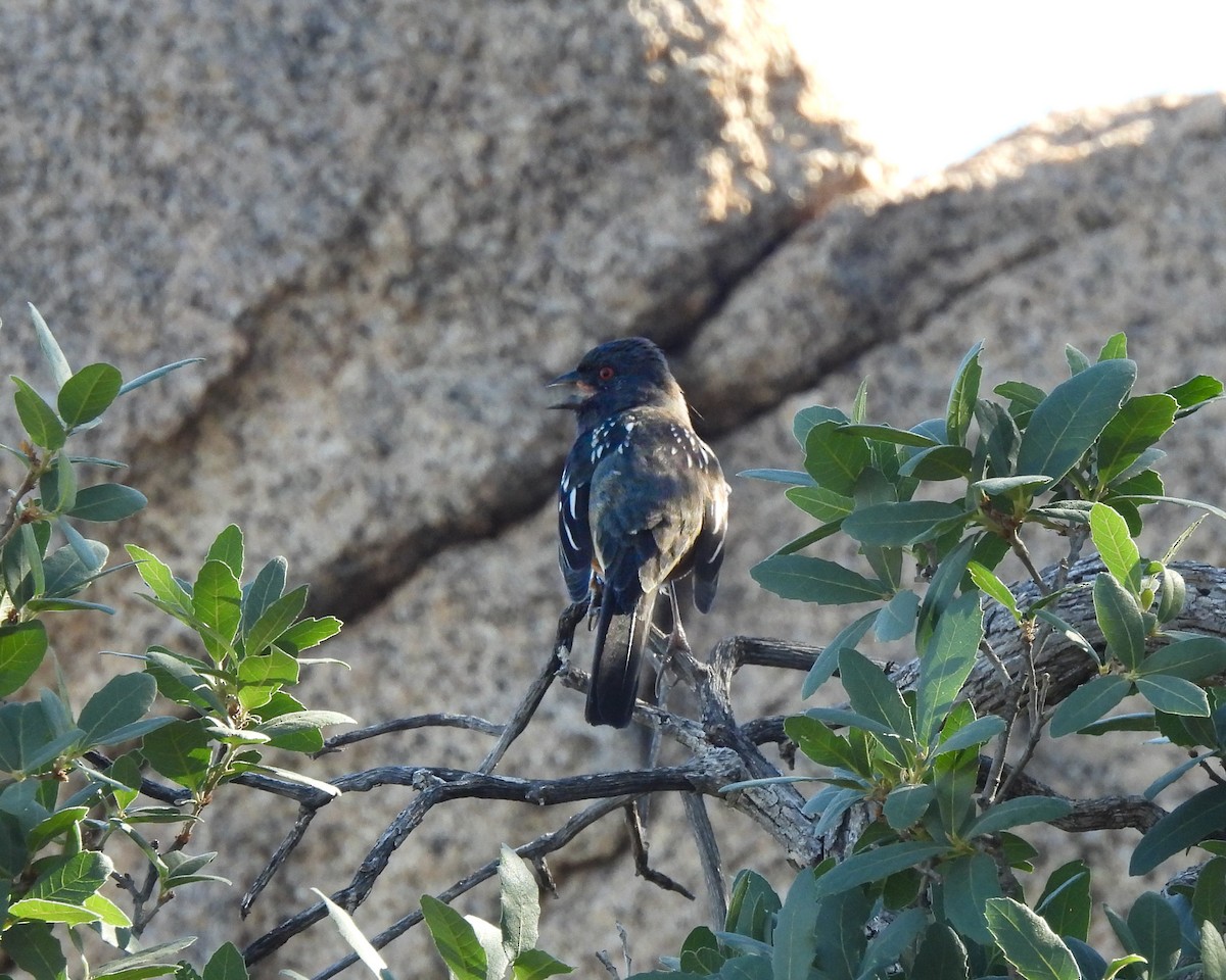 Tohi tacheté - ML645020702