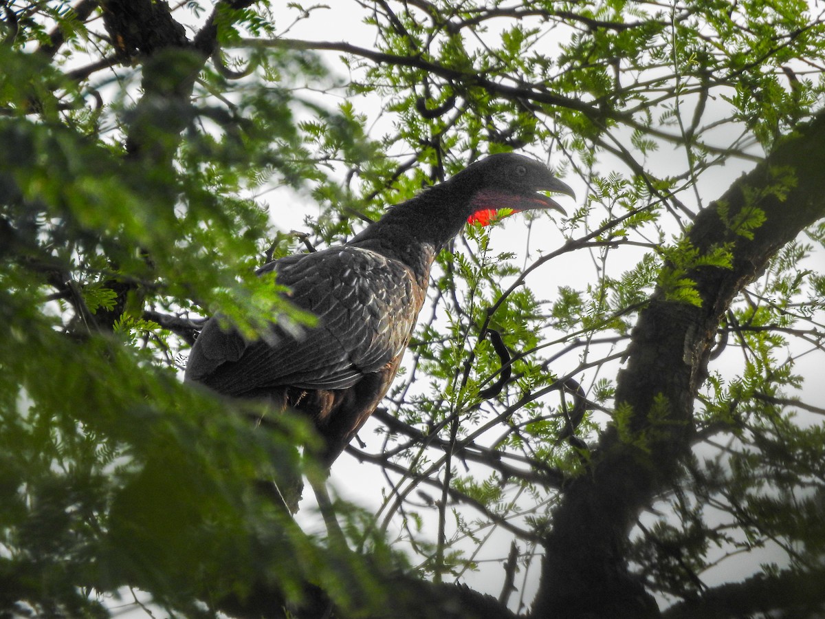 Pénélope des yungas - ML645020705