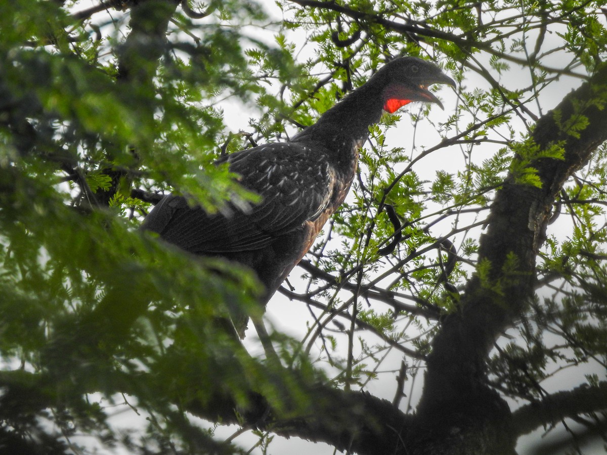 Pénélope des yungas - ML645020706