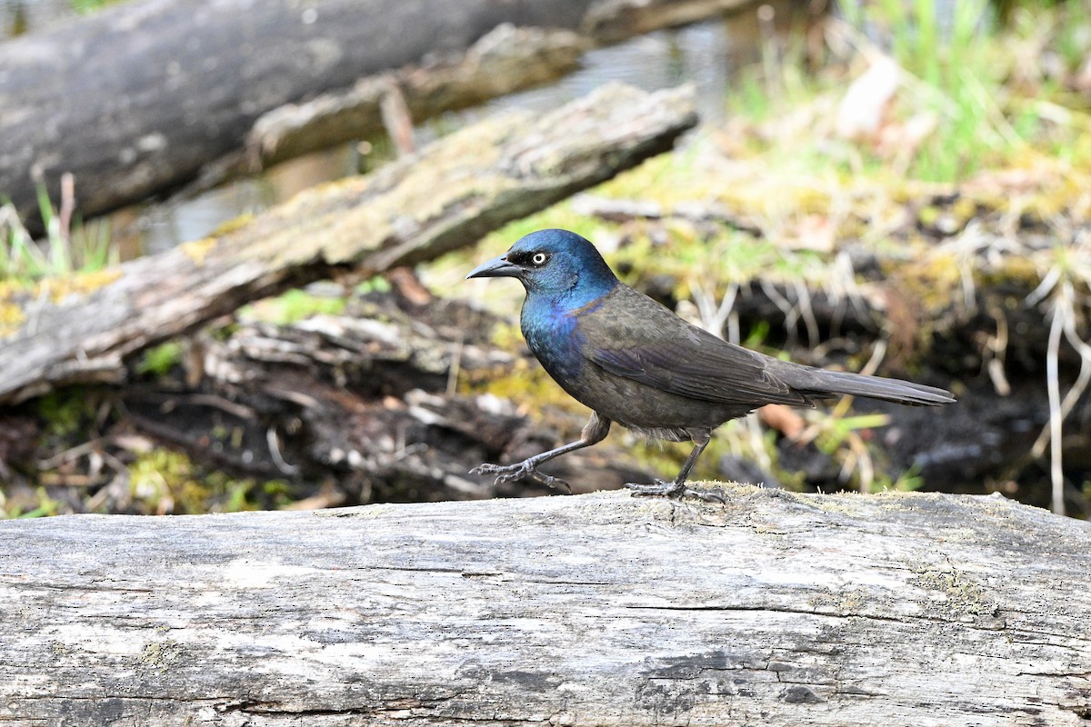 Quiscale bronzé - ML645020707