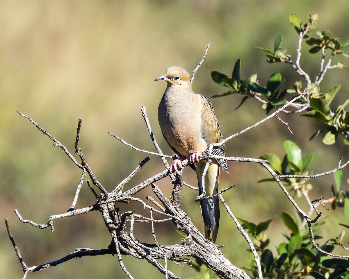 Tourterelle triste - ML645020709