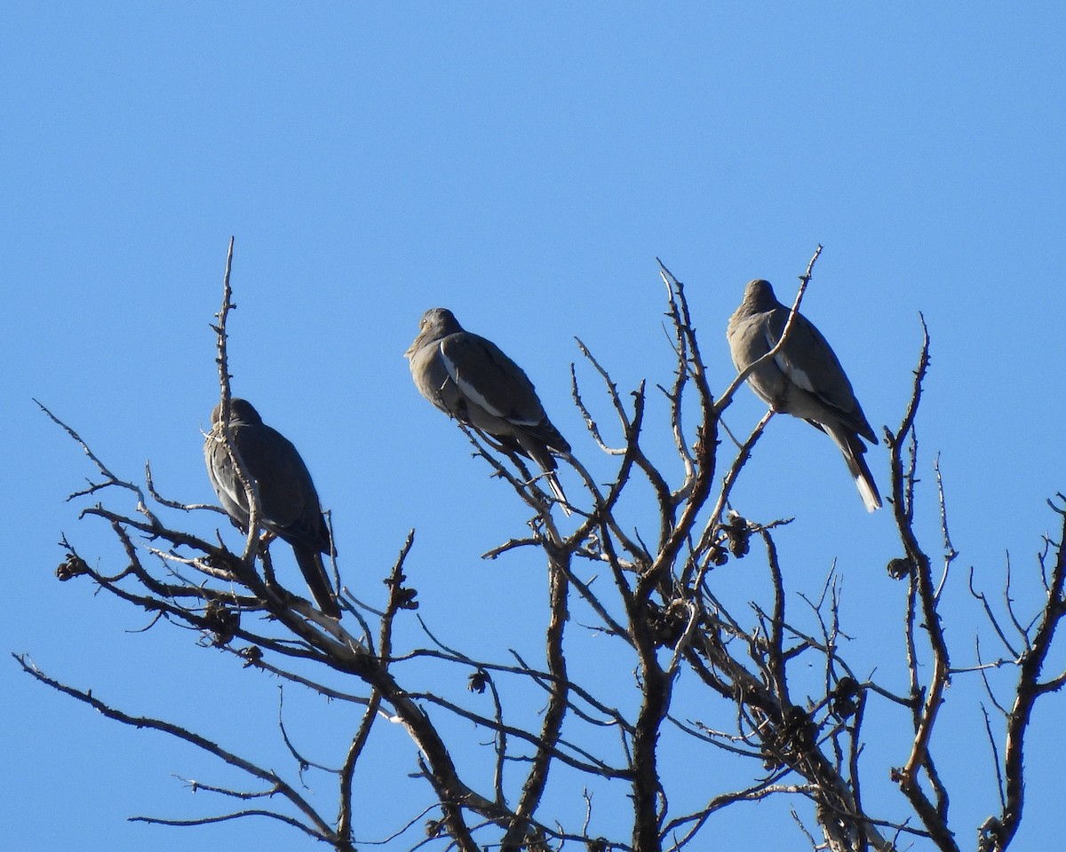 Tourterelle à ailes blanches - ML645020710