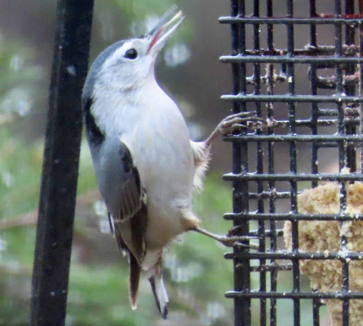Sittelle à poitrine blanche - ML645020713