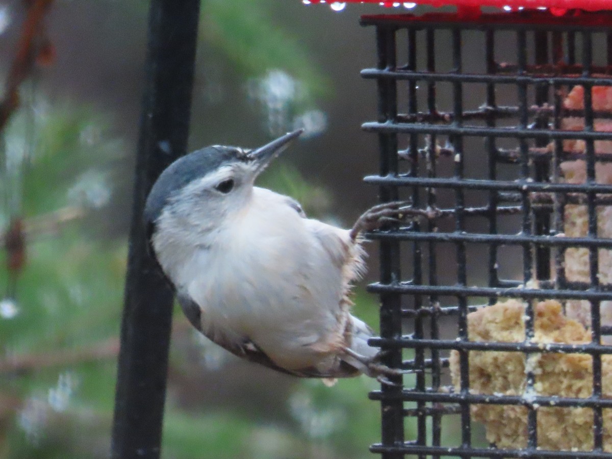 Sittelle à poitrine blanche - ML645020714