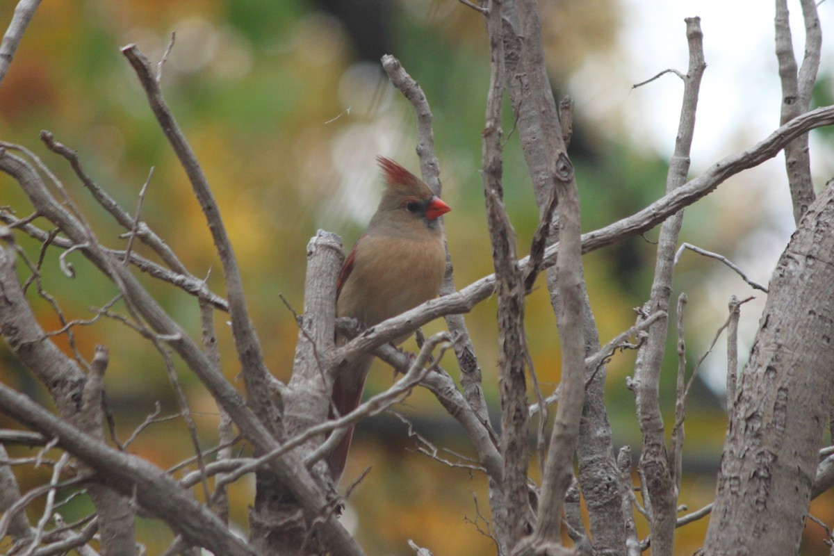 Cardinal rouge - ML645020715