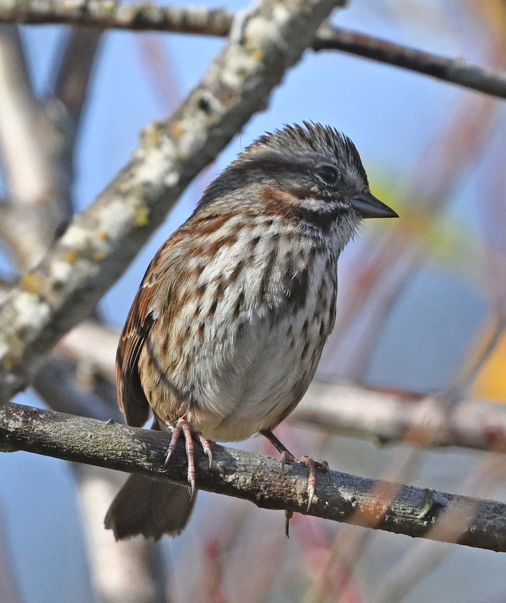 Bruant chanteur - ML645020719