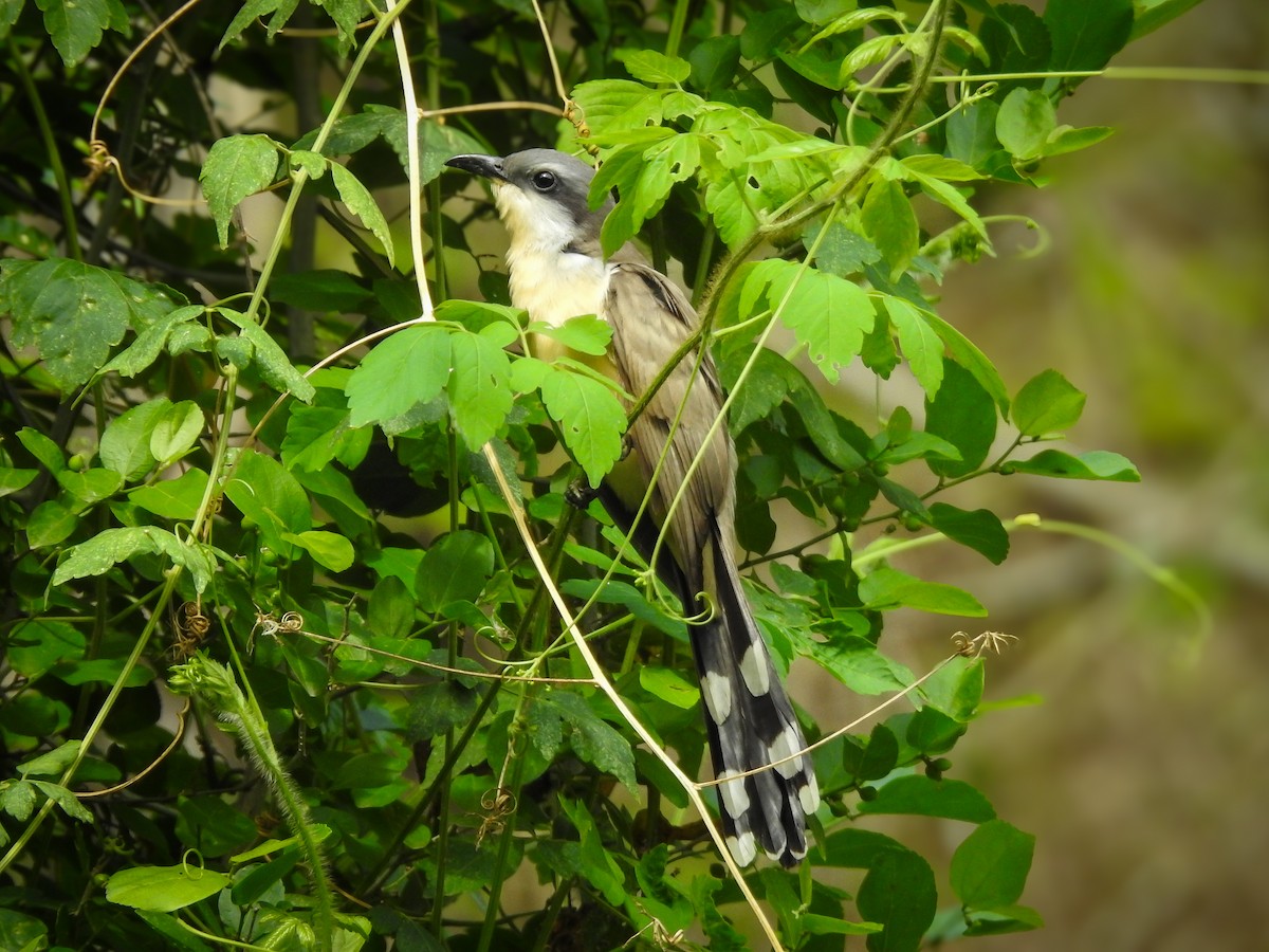 Coulicou de Vieillot - ML645020720