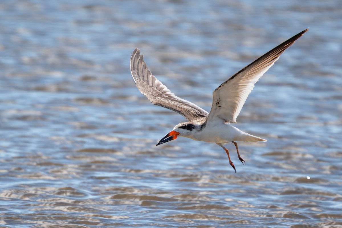 Bec-en-ciseaux noir - ML645020721