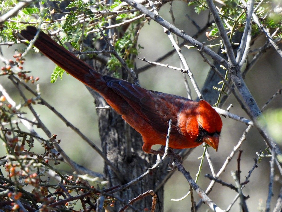 Cardinal rouge - ML645020723