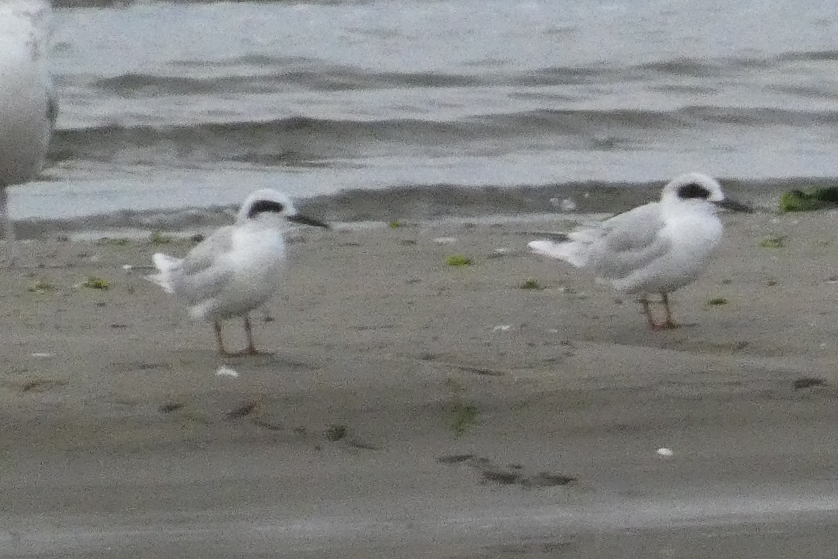 Sterne de Forster - ML645020725