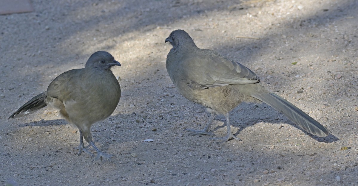 Ortalide chacamel - ML645020726