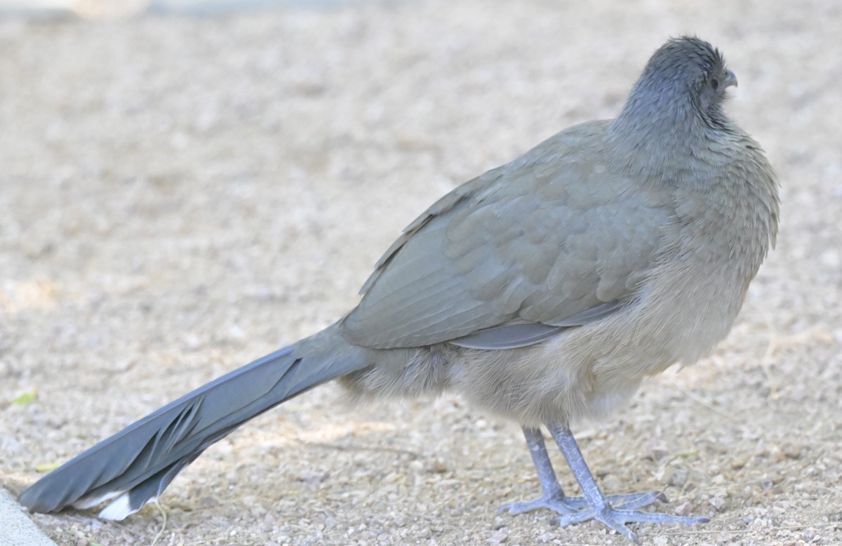 Ortalide chacamel - ML645020727