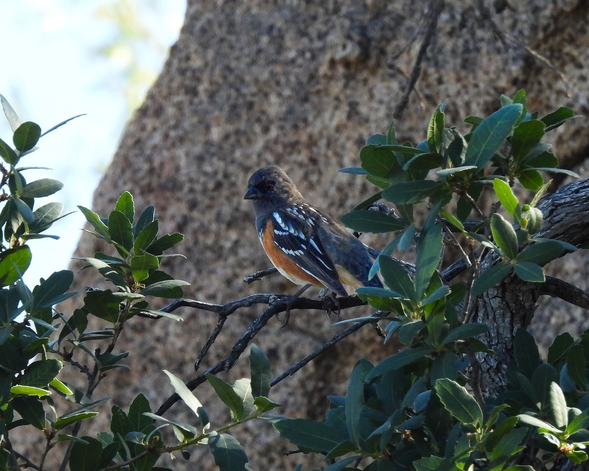 Tohi tacheté - ML645020728