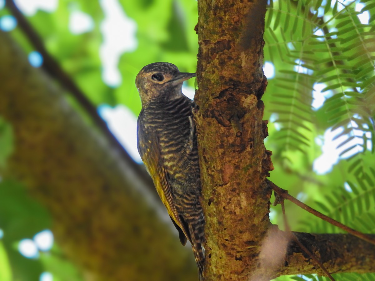 Picumne frangé - ML645020729