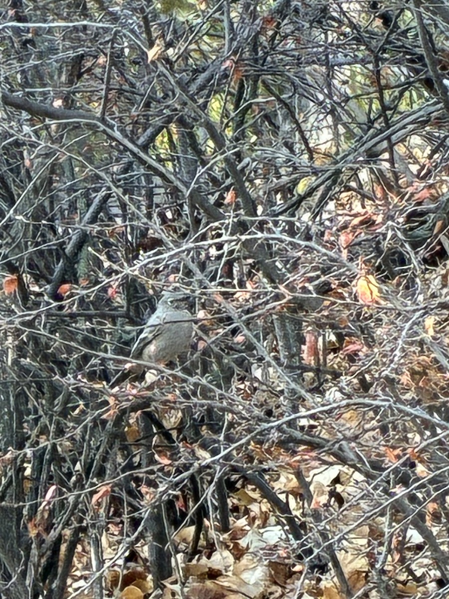Townsend's Solitaire - ML645020733