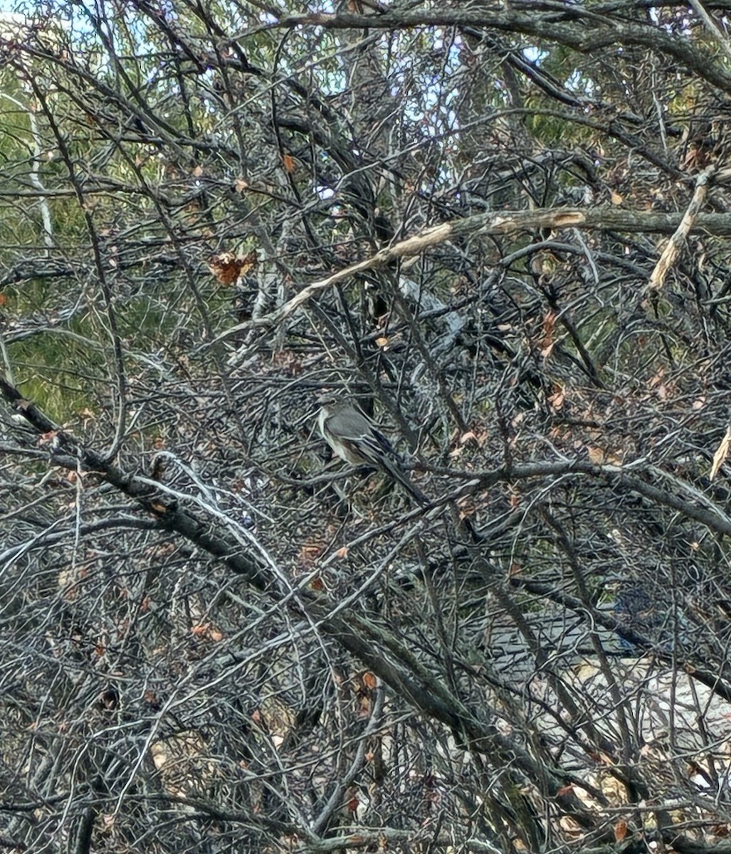 Townsend's Solitaire - ML645020734