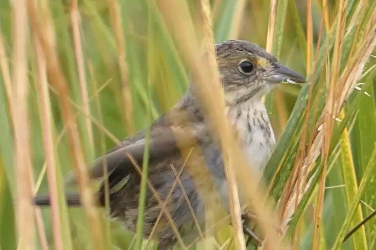 Bruant maritime - ML645020735