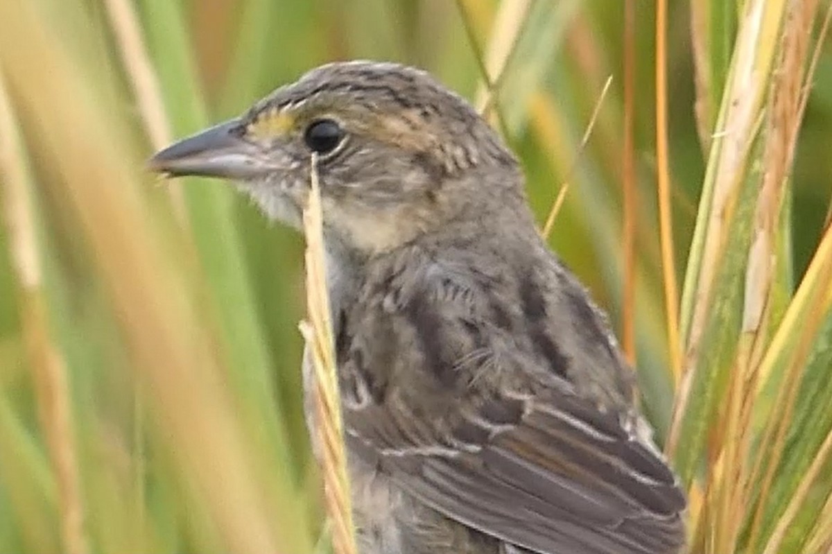 Bruant maritime - ML645020736